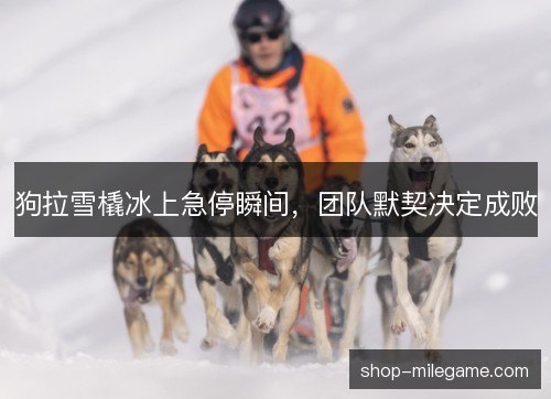 狗拉雪橇冰上急停瞬间，团队默契决定成败